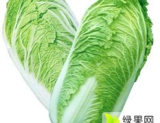 河南博爱北京新三号白菜著名品种
