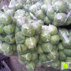 2016博爱甘蓝抓住商机无限