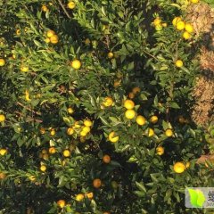 南丰蜜桔果面平滑光泽，果汁多