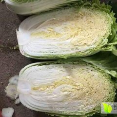 夏邑白菜名扬天下郭庄郭可可诚信合作