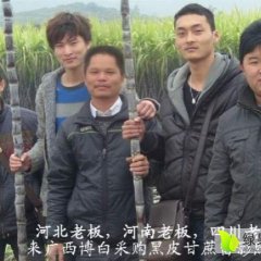 黑皮甘蔗价格行情，甘蔗产地直销，广西黑皮甘蔗代收