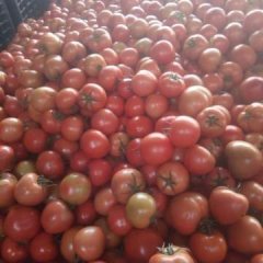 黑山硬粉西红柿 质量好价格低新下的柿子