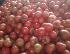 黑山硬粉西红柿 质量好价格低新下的柿子