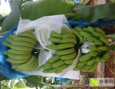香蕉之乡——广西南宁西乡塘香蕉