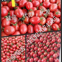 海南陵水千禧圣女果 八斤装到二十斤装