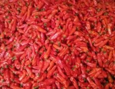辣椒大量上市青椒和红椒价格低质量好