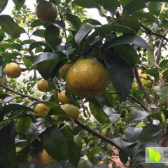 广州增城绿水源果场 皇帝柑沙糖桔