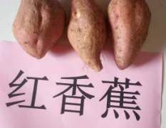 邹城 山东邹鲁生态农业 红薯