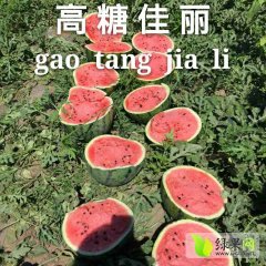 2016睢阳西瓜种子今年价格有看点
