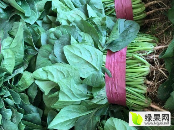 2019年河北永年大葉菠菜價(jià)格
