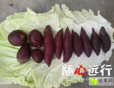 临沂莒南盛产紫罗兰紫薯