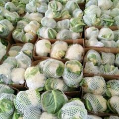 大荔羌白晓锋大量供应各种蔬菜