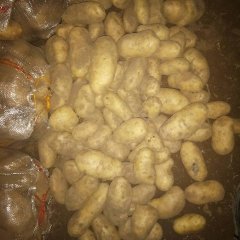 内蒙古察右中旗夏波蒂土豆上货量大