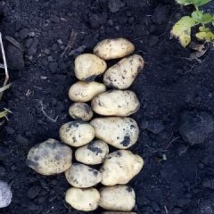 绥化马铃薯今日出库，品种多