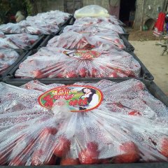 山东平邑大金星山楂价格适宜