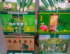 寒亭固堤种植的潍县萝卜绿色无公害