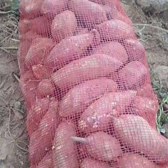 上饶红皮红心苏薯8，薯形漂亮