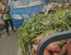 石家庄红薯红心红皮3两以上沙种植