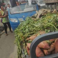 石家庄红薯红心红皮3两以上沙种植