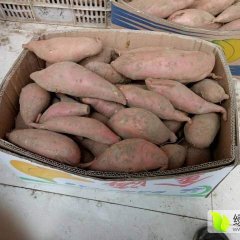 安次廊南龙署九号红薯价格合理，走货量大，
