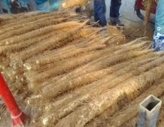 河北大名白玉山藥綠色無公害