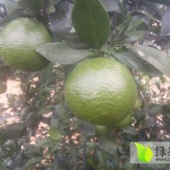 钟山贡柑是继德庆后的最大种植产区