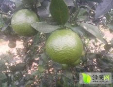 钟山贡柑是继德庆后的最大种植产区