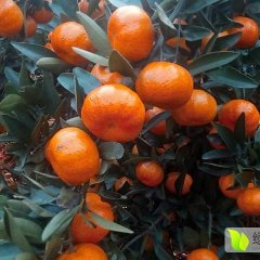 本人常年代收、购湖南常德石门秀坪柑桔