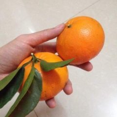 武鸣县城武鸣老黄11月皇帝柑、皇帝橘柑橘