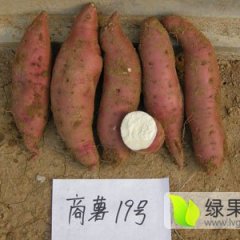 鹿邑红薯诚意代办,尚氏尚纯亮诚信合作