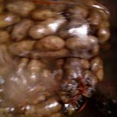 围场现有干洗荷兰十五 三千吨