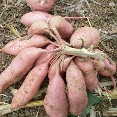 宜城马头曾庆雷7月龙署九号红薯