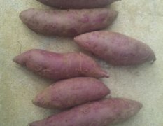 宜城马头曾庆雷8月紫薯红薯