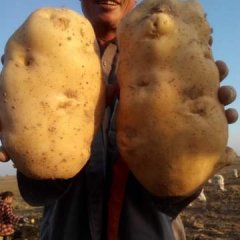 定边最近土豆库存为主！价格有所偏高