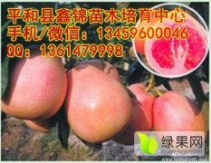 湖南三红柚子苗哪儿有卖