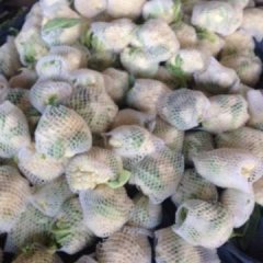 饶阳菜花大量上市，颜色雪白，个头均匀