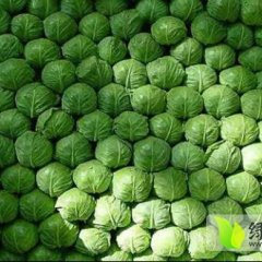 沛县江苏韩胜11月甘蓝菜花