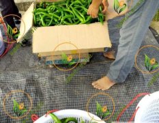 大棚种植绿色牛角椒供应个大10cm左右