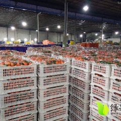 钟山沙糖桔上货量大,凤翔冼生诚信合作