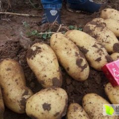 四子王旗土豆 土豆代办，代收土豆