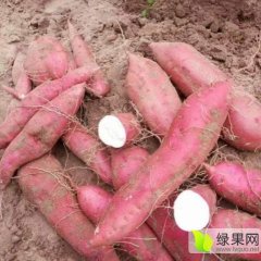 开封万亩产地代收商薯19龙薯9号等红薯