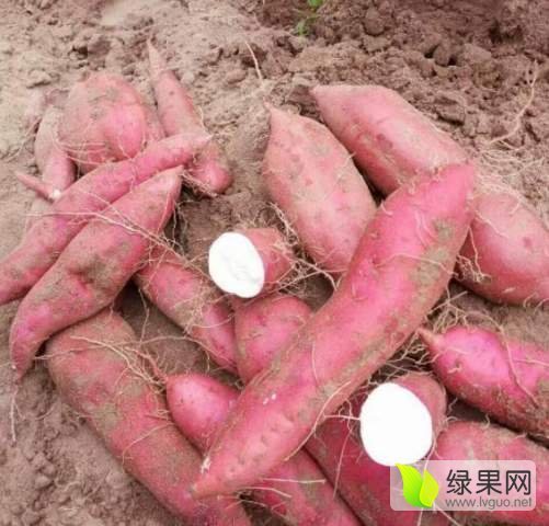 2016年河南开封龙署九号价格
