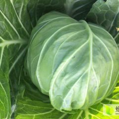 湖北荆门张兴陆中甘21甘蓝