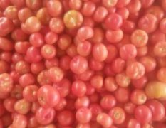 青州市大量暖棚硬粉西红柿上市了
