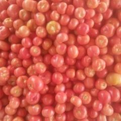 青州市大量暖棚硬粉西红柿上市了