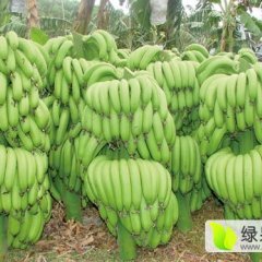 坛洛镇是中国著名的香蕉盛产地