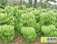 坛洛镇是中国著名的香蕉盛产地