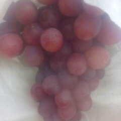 灵宝葡萄 家里有两万多斤红提