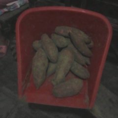 江西上饶太原红红薯长势旺盛