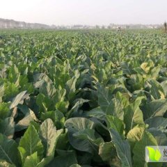 张港万亩花椰菜种植基地-菜花上市